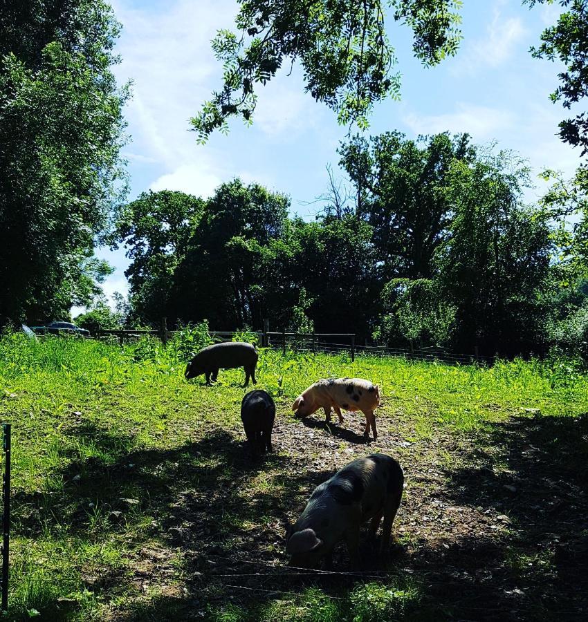 Meadow Barn Βίλα Axminster Εξωτερικό φωτογραφία